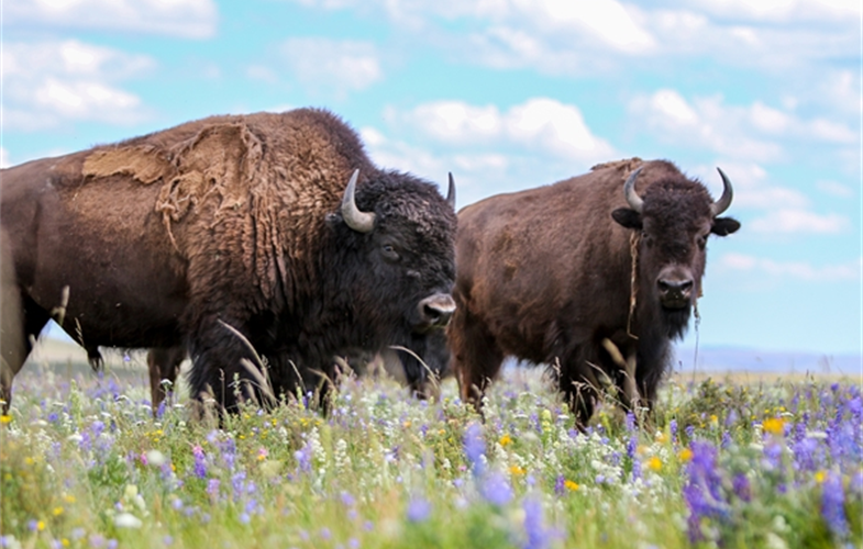 Blackfeet Buffalo Herd CREDIT: Kelly Stoner/WCS